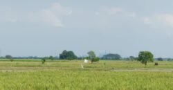 Tanah sawah (produktif)